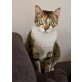 Kira und Tati, Snowshoe-Mix & Dreifarbig - Katze