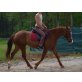 Kira40, Ungarisches Sportpferd - Stute