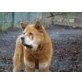 Kiri, Chow-Chow-Mischlingshündin - Hündin
