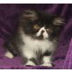 Kirmet, Perser Bicolor - Kater