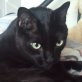 Kiro, Orientalen-Mischling - Kater