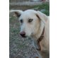 Kirsa, Schönheit mit blauen Augen, Labrador - Husky Mix - Hündin