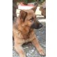 Kirsty, Deutscher Schäferhund - Hündin