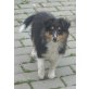 Kirsty v.Lauchst.Brunnen, Sheltie Welpen - Hündin