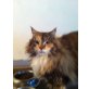 Kischa, Maine Coon - Katze