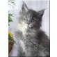 Kiss Mee---XXL Pinsel---sehr typvoll, Maine Coon - Katze