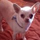 Kiss ist sehr menschenbezogen und verschmust, Chihuahua kurzhaariger Schlag - Hündin