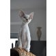 Kiss of Royal Devons, Devon Rex - Katze