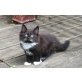 Kissing Capri, Norwegische Waldkatze - Katze