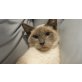 Kisy, Siamesen - Kater