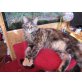 Kitana, Maine Coon - Katze