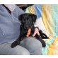 Kitara, Doggen - Labrador - Hündin