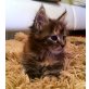 Kitkat und Katinka, Maine Coon - Katze
