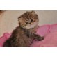 Kitou, Perser Gold - Kater