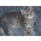 Kitten, Britisch Kurzhaarkatze - Kater