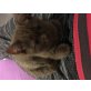 Kitten, Britisch Kurzhaarkatze - Katze