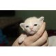 Kitten, Burmakatze - Katze