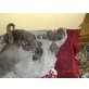 Kitten, Chartreux - Katze