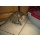 Kitten, Europäisch Kurzhaar - Kater