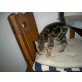 Kitten, Europäisch Kurzhaar - Kater