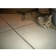 Kitten, Europäisch Kurzhaar - Katze