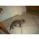 Kitten, Europäisch Kurzhaar - Katze