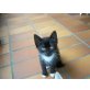 Kitten, Europäisch Kurzhaar - Katze