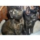 Kitten, Europäisch Kurzhaar - Katze