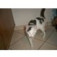 Kitten, Europäisch Kurzhaar - Katze