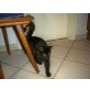 Kitten, Main Coon - Kater