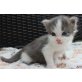 Kitten, Maine Coon - Kater