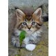 Kitten, Maine Coon - Kater