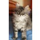 Kitten, Maine Coon - Kater