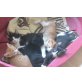 Kitten, Mischling - Kater