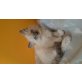 Kitten, Nevamascerade /Ragdollmischling - Katze