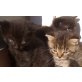 Kitten, Norweger Hauskatze - Katze