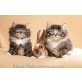 Kitten, Norwegische Waldkatze - Kater