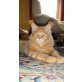 Kitten RENEGADE F1 - EXPERIMENTAL HYBRID RASS, Maine Coon - Katze