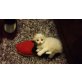 Kitten, Ragdoll, Ragdoll - Katze