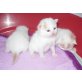 Kitten in creme-weiss und rot-weiss, Türkische Van Katze - Kater