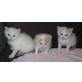 Kitten in rot weiss Van männlich, Türkische Van Katze - Kater