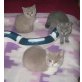Kitten in unterschiedlichen Farben, Britisch Kurzhaarkatze - Kater