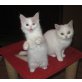 Kitten in verschiedenen Farben, Britisch Kurzhaarkatze - Kater