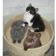 Kitten in verschiedenen Farben, Britisch Kurzhaarkatze - Katze