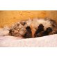 Kitten mit Stammbaum, Maine Coon - Katze