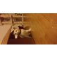 Kitten suchen Bestplatz!, Ragdoll - Katze