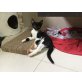 Kitten suchen ein Zuhause - Kater