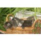 Kittens, Norweger - Katze