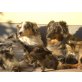 Kittens, Norwegischer  Waldkatze - Kater