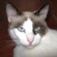 Kitti, Siamesen - Katze